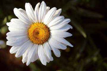 Decorative camomile. Daisy flower. Beautiful background and card of camomile.