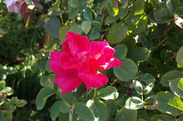 Pink Flower of Rose 'Prelude' in Full Bloom
