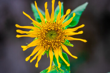Beautiful Single Sunflower Blooming in the garden