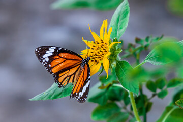 Beautiful Butterfly Common Tiger (Danaus Genutia) working on a bright sunflower closeup.