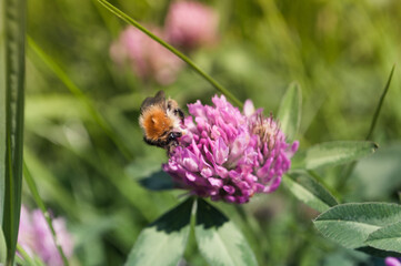 bumblebee on flower
