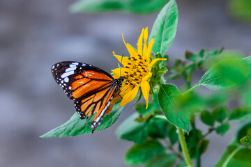 Beautiful Butterfly Common Tiger (Danaus Genutia) working on a bright sunflower closeup.