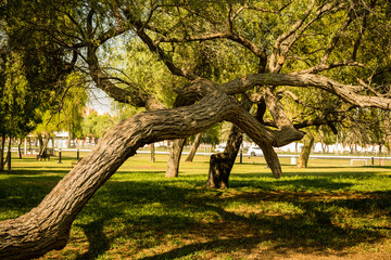 close-up view of green Mangrove trees and dry palm tree in Abu Dhabi public park, United Arab Emirates