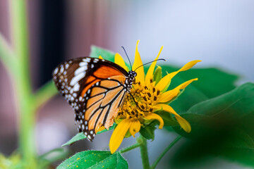 Beautiful Butterfly Common Tiger (Danaus Genutia) working on a bright sunflower closeup.