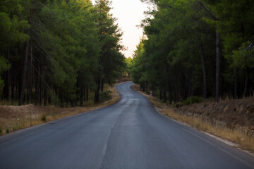 Asphalt road through green pine forest