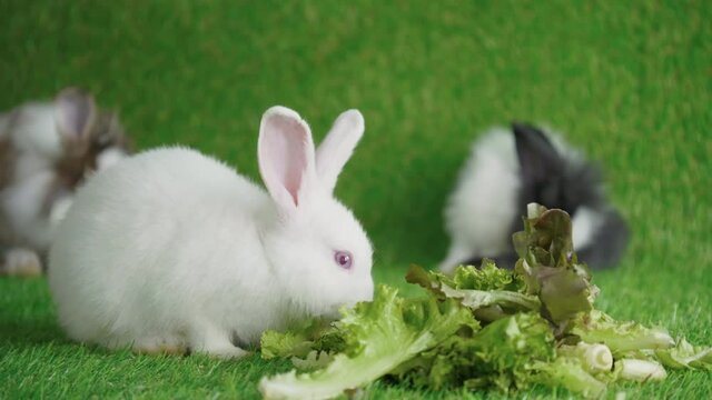 White rabbit eat vegetables on the green lawn. Farm rabbits of various species.