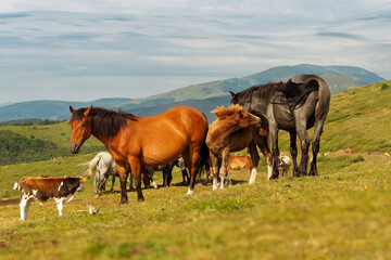 Naklejka na ściany i meble Horses and foals in the mountains, Central Balkan National Park in Bulgaria, Stara Planina. Beautiful horses in the nature on top of the hill