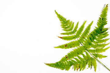Composition of fern leaves on a white background