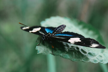 butterfly on a leaf