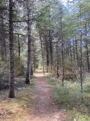 Fototapeta premium Chemin forestier dans les Cévennes 