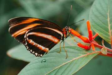 butterfly on leaf