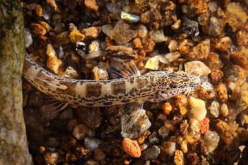 Golden Spined Loach - Sabanejewia balcanica is a genus of ray-finned fish in the family Cobitidae. Very similar (the same look) as Romanian, Balkan, Aral, Italian, Caspian, Carpathian Golden Loach