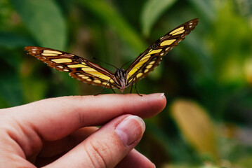 butterfly on hand