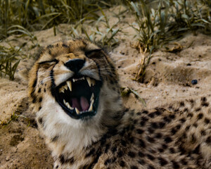 laughing cheetah © Senna