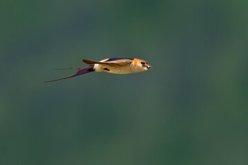 Red-rumped Swallow - Hirundo daurica small passerine bird in swallow family, breeds in open hilly country of southern Europe and Asia from Portugal and Spain to Japan, India, Sri Lanka and Africa