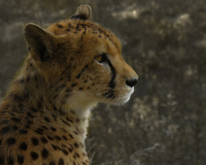 portrait of cheetah