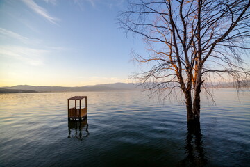 A tree in Lake Dojran in Macedonia