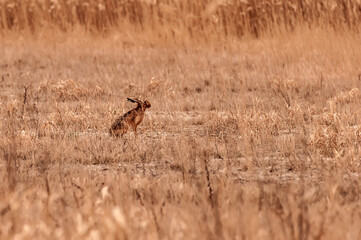 View on a rabbit on a field