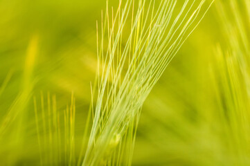 Closeup of a blurry wheat field.