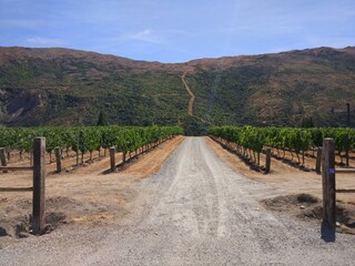 Fototapeta na wymiar summer vineyard road landscape