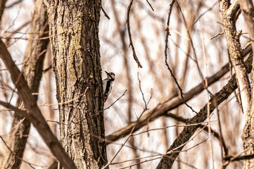 View on a woodpecker on a tree