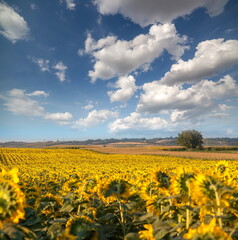 Summer landscape in Serbia, Europe