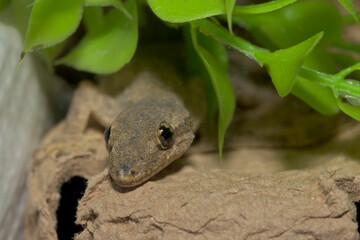 ハウスゲッコー