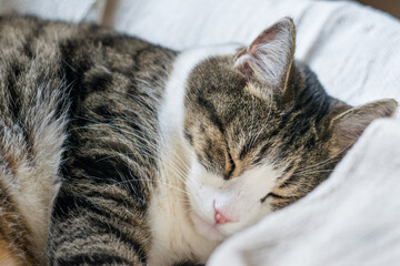 An adult tabby cat is sleeping on a light blanket. Selective focus, close-up. Cat day
