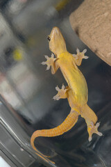 ハウスゲッコー