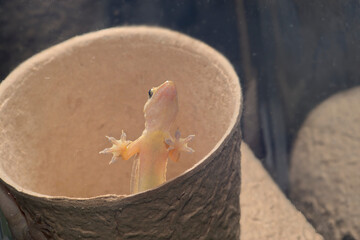 ハウスゲッコー