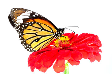 Beautiful Common Tiger Butterfly perching on colorful red flower