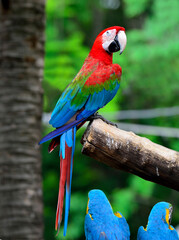 Beautiful Green-winged Macaw perching on a branch