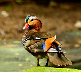 beautiful male Mandarin Duck (Aix galericulata)
