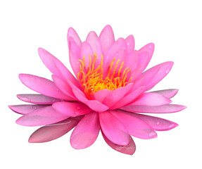 Fototapeta premium Beautiful Pink Lotus Flower isolated on white background