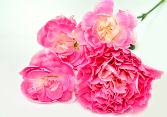 Beautiful Pink Carnation flowers on white background