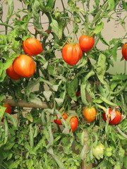 Tomates cœur de bœuf dans une serre, Cévennes	