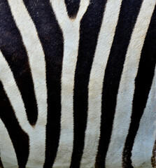 Beautiful seamless black and white zebra skin pattern texture