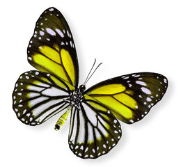 Beautiful Yellow Butterfly (White tiger)