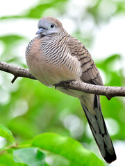 Beautiful Zebra Dove (Geopelia striata) pwexhing on the tree branch with nice background