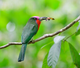Best color of Red-bearded Bee-eater carrying insect for its chicks in the nest, Nyctyornis amictus, bird of Thailand