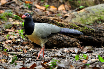 Best details of Coral-billed Ground Cuckoo