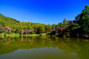 Fototapeta na wymiar Best scenic lake with blue sky reflection in the water surrounded with pink flower tree
