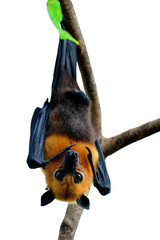 Big Bat or Hanging Flying fox isolated on white background