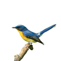 Bird of Hill Blue Flycatcher isolated on white background