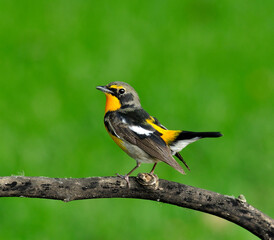 Bird, Narcissus flycatcher details from head to tow, ficecula narcissina, tail lifting