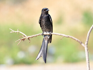 Black drogo, Dicrurus Macrocercus, beautiful bird on nice blur background