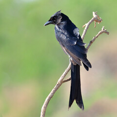 Black Drogo, Dicrurus Macrocercus, beautiful bird perching on branch