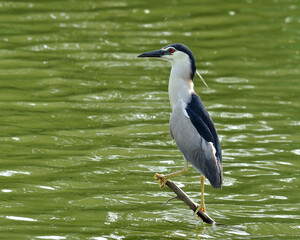 Black-crowned Night Heron perching on low stick on water leverl, nycticorax