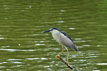 Obraz premium Black-crowned Night Heron stretches his neck on low stick fishing for fish in the pond, nycticorax