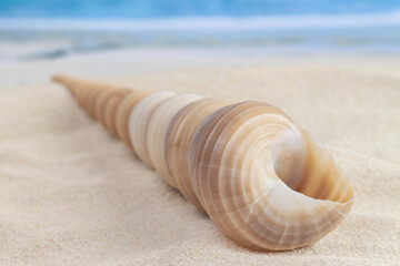 Long cone spiral shape beige and light brown color seashell lying on the sandy beach in the center with sea or ocean waves background for macro vacation wallpaper